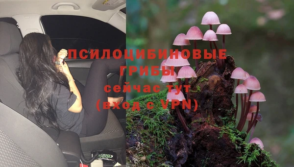 мяу мяу мука Баксан